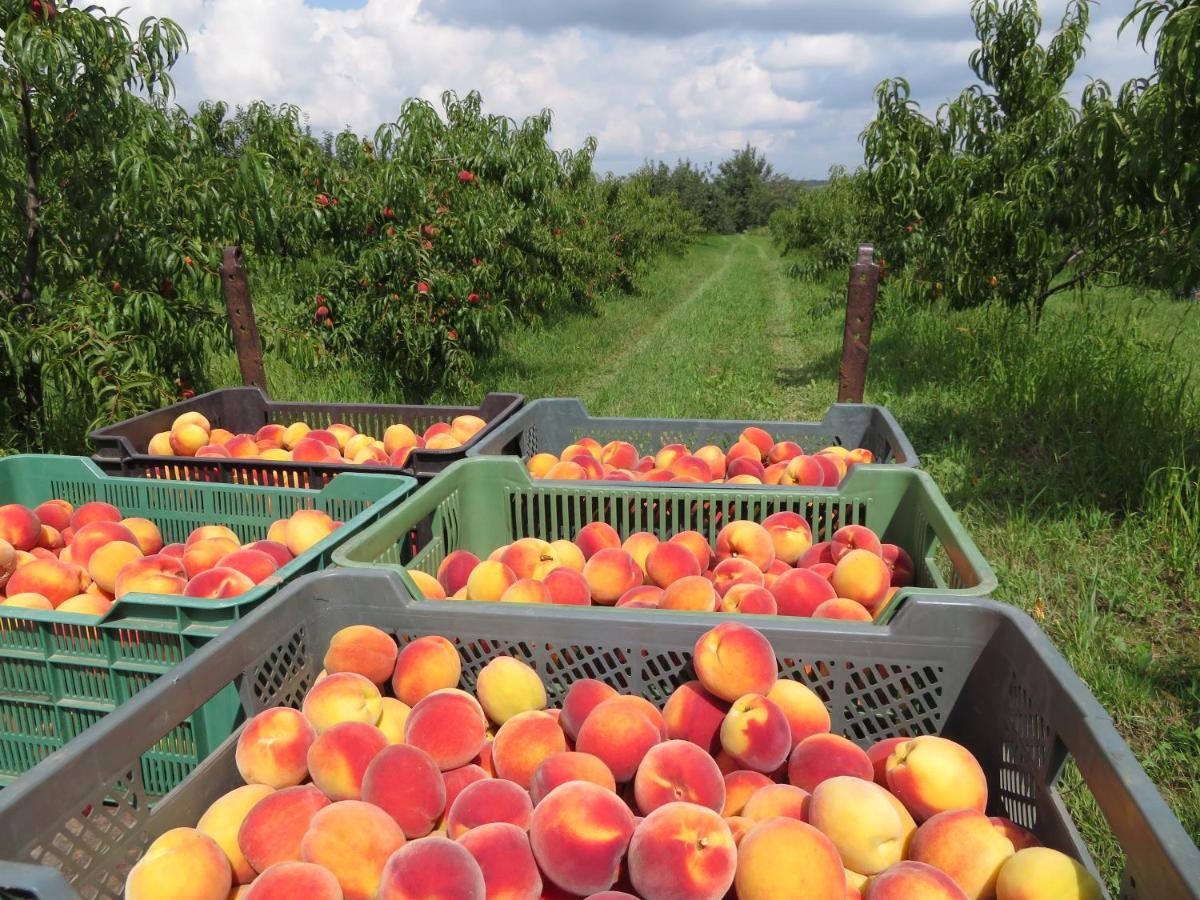 Agroturystyka Agnieszki Murszewskiej Sandomierz Buitenkant foto